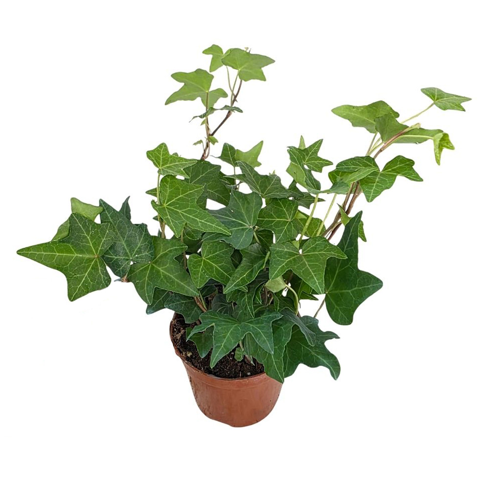 Хедера хеликс зеленая