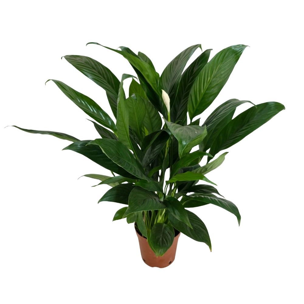 Спатифиллум Шопен