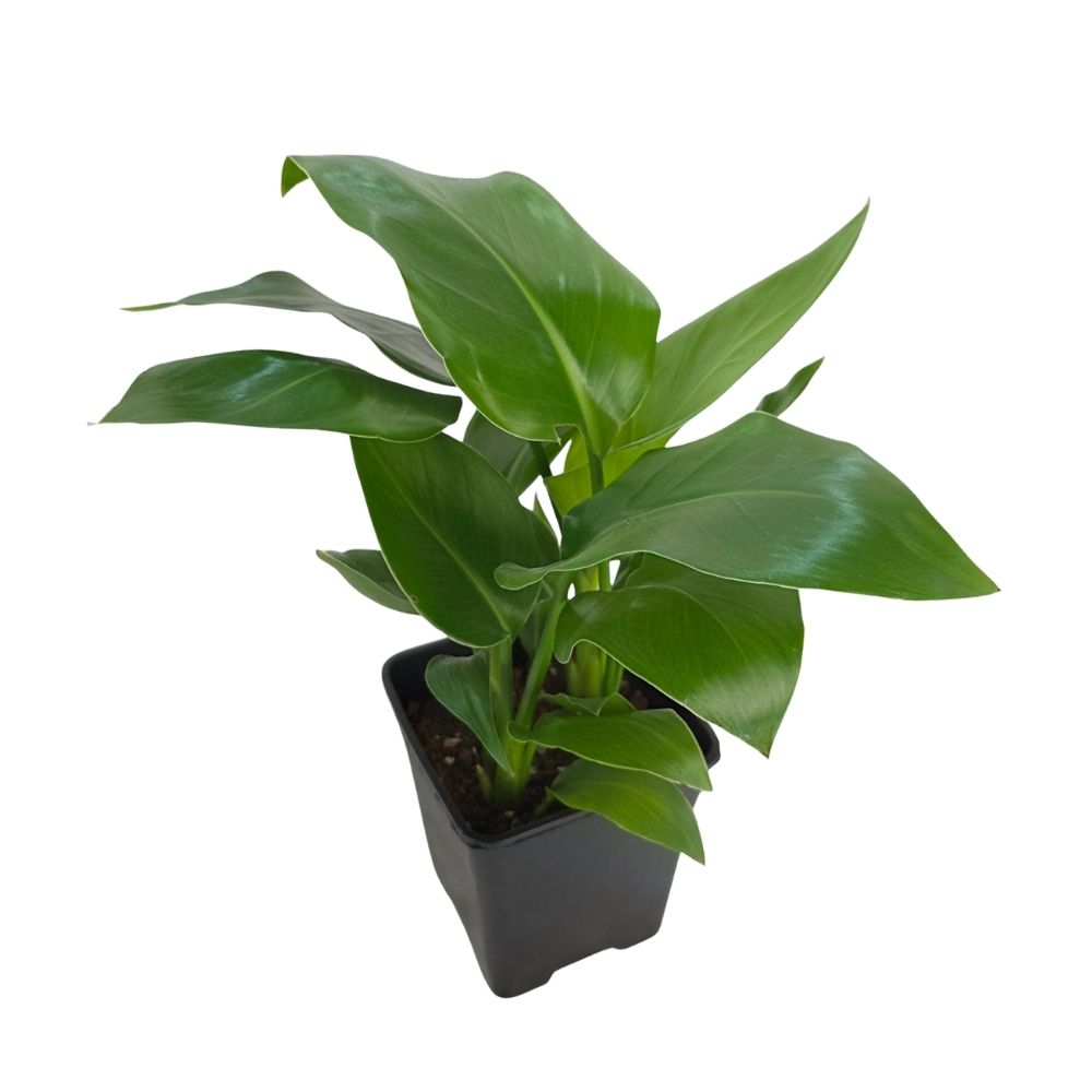 Стрелиция Николая