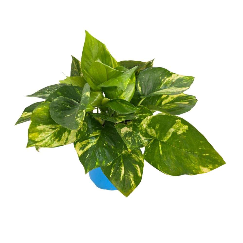 Эпипремнум Ауреум