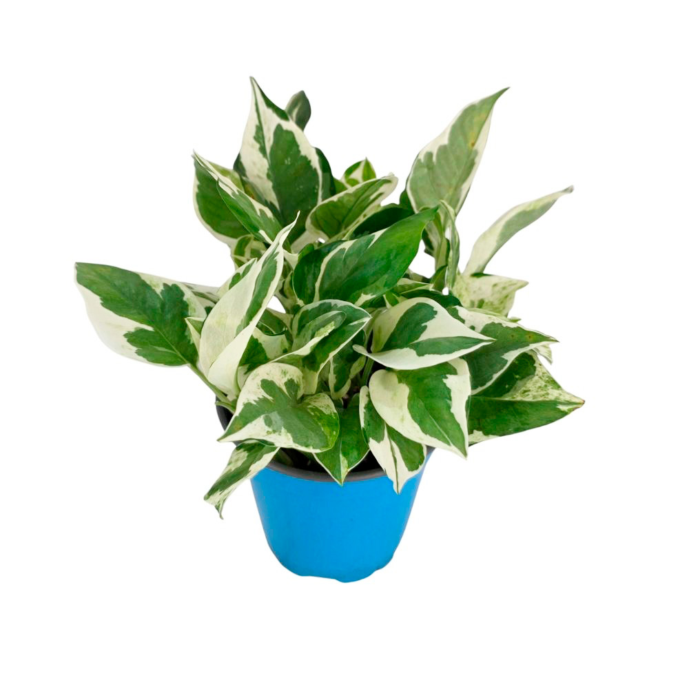 Эпипремнум Ауреум