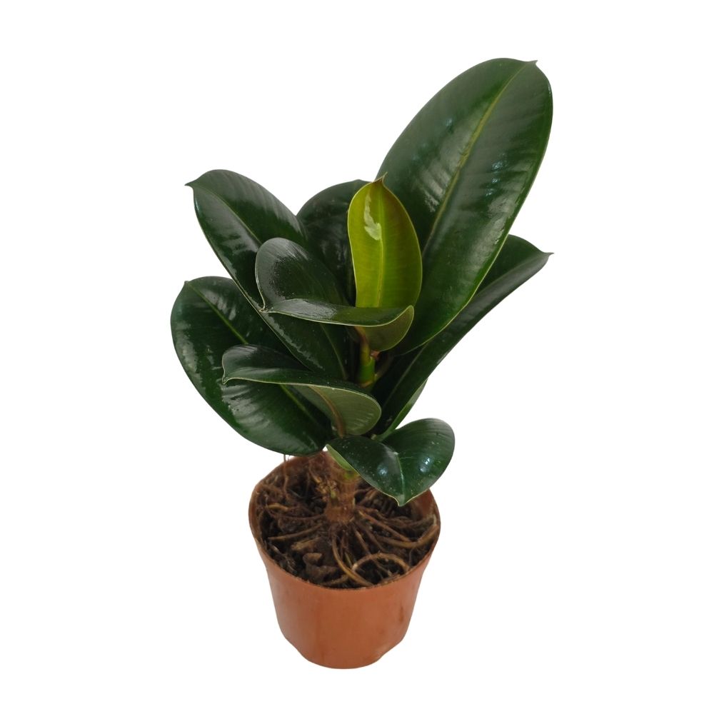 Фикус эластика Робуста