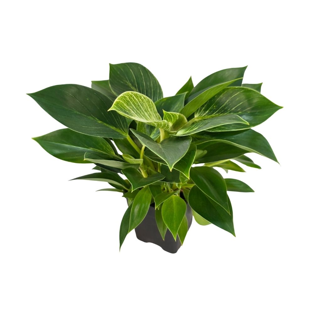 Филодендрон Платинум Даймонд