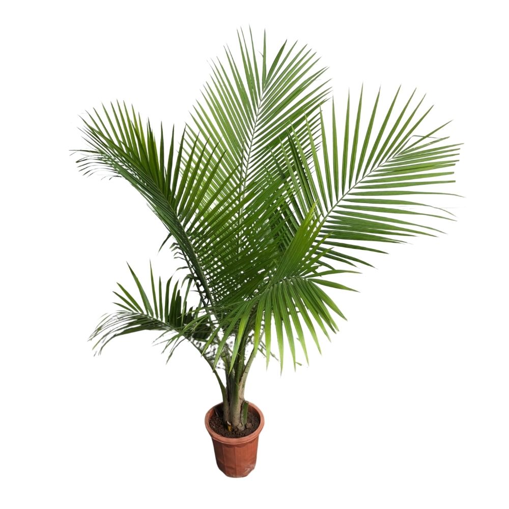 Финик Канарский