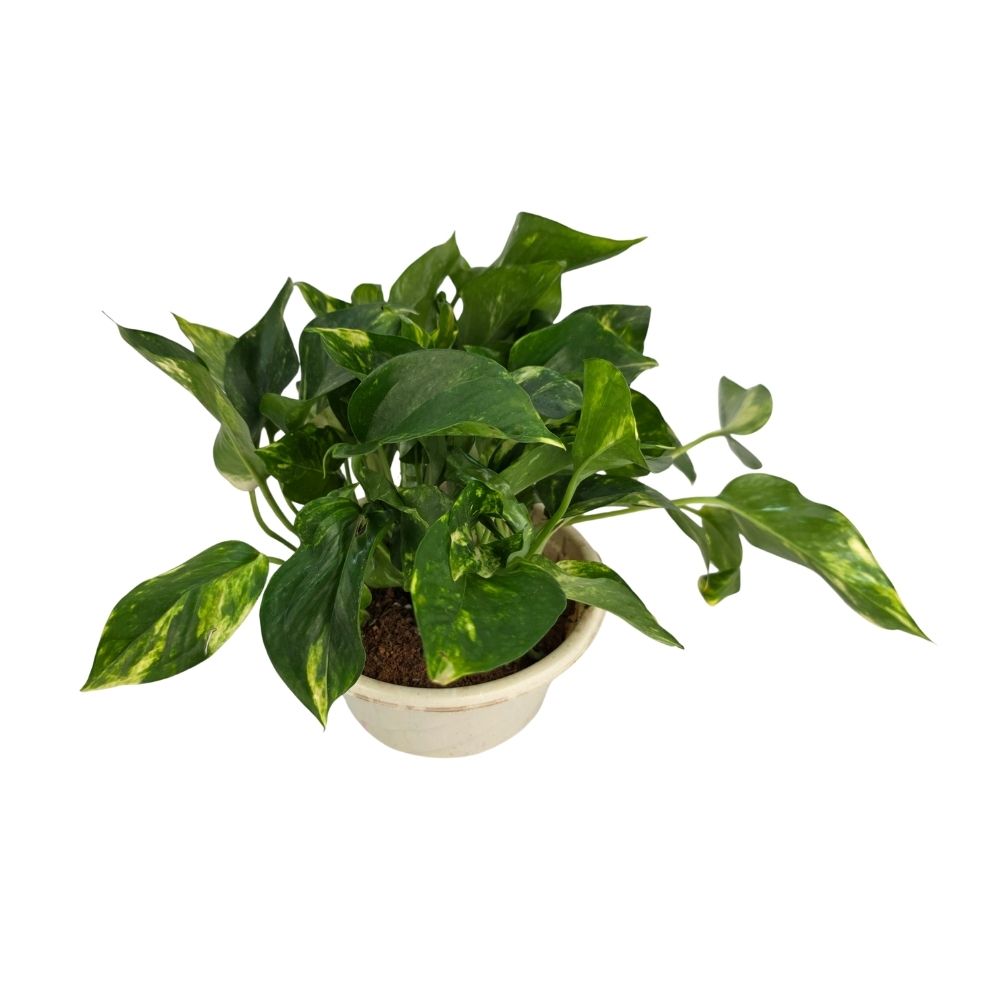 Эпипремнум Ауреум