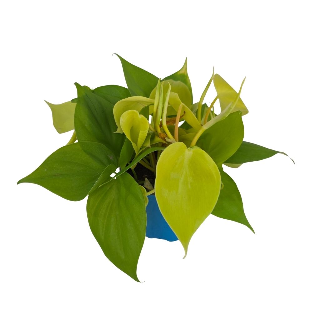 Эпипремнум Голден Потос