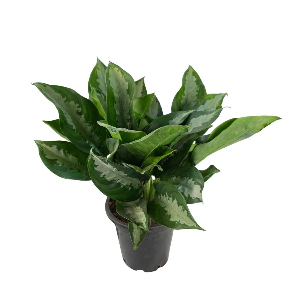 Аглаонема Даймонд Бэй