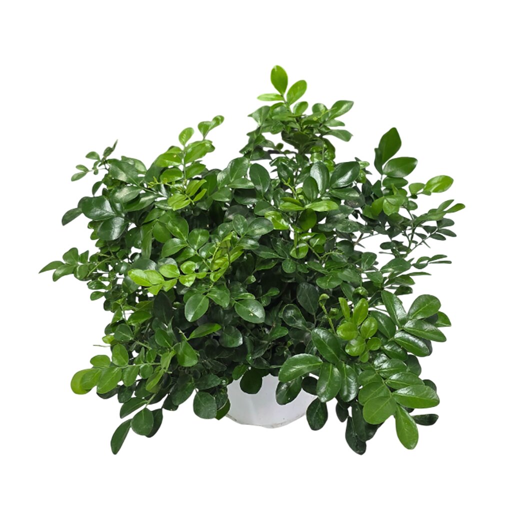 Муррайя Паникулята