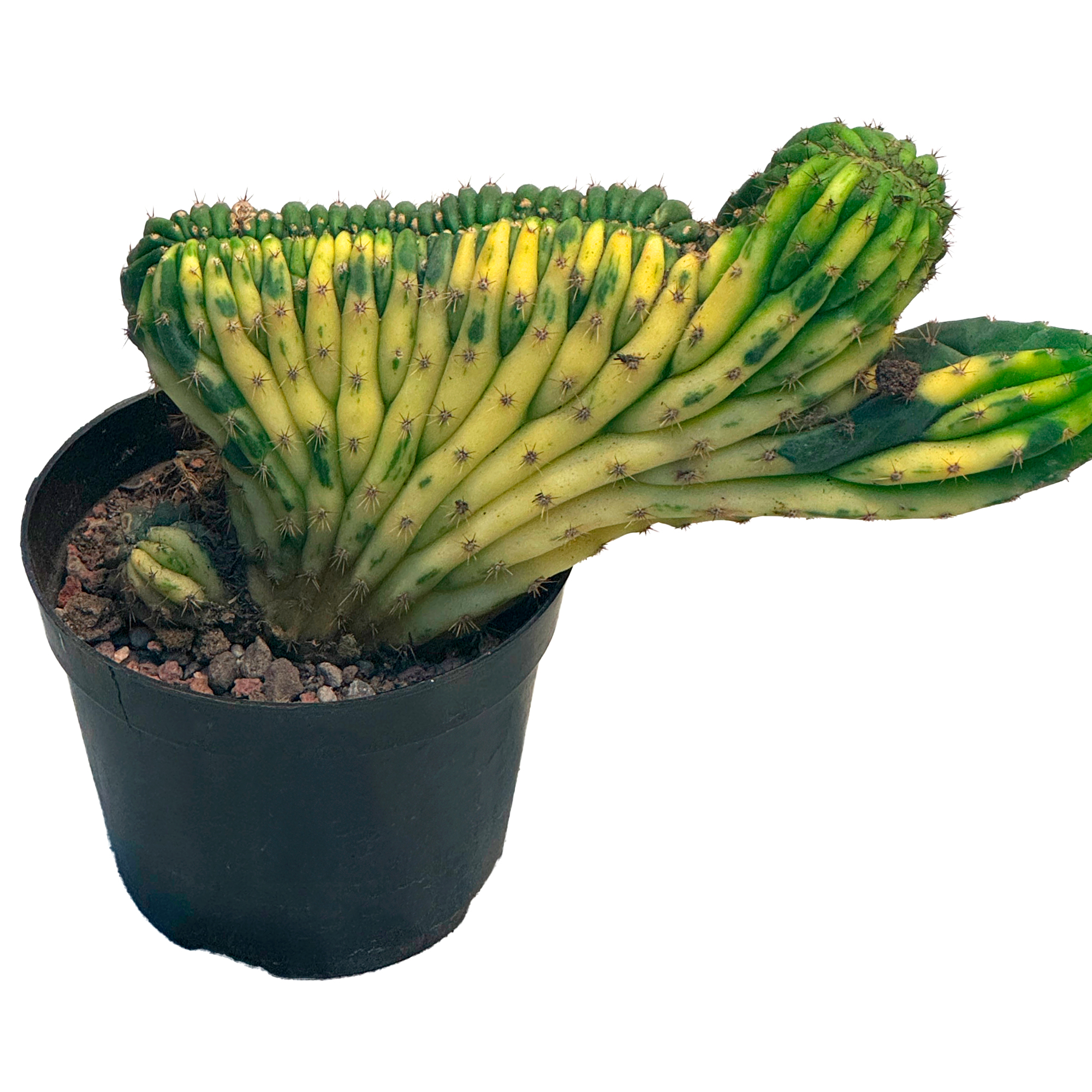 Трихоцереус вариегатный Паханой кристата