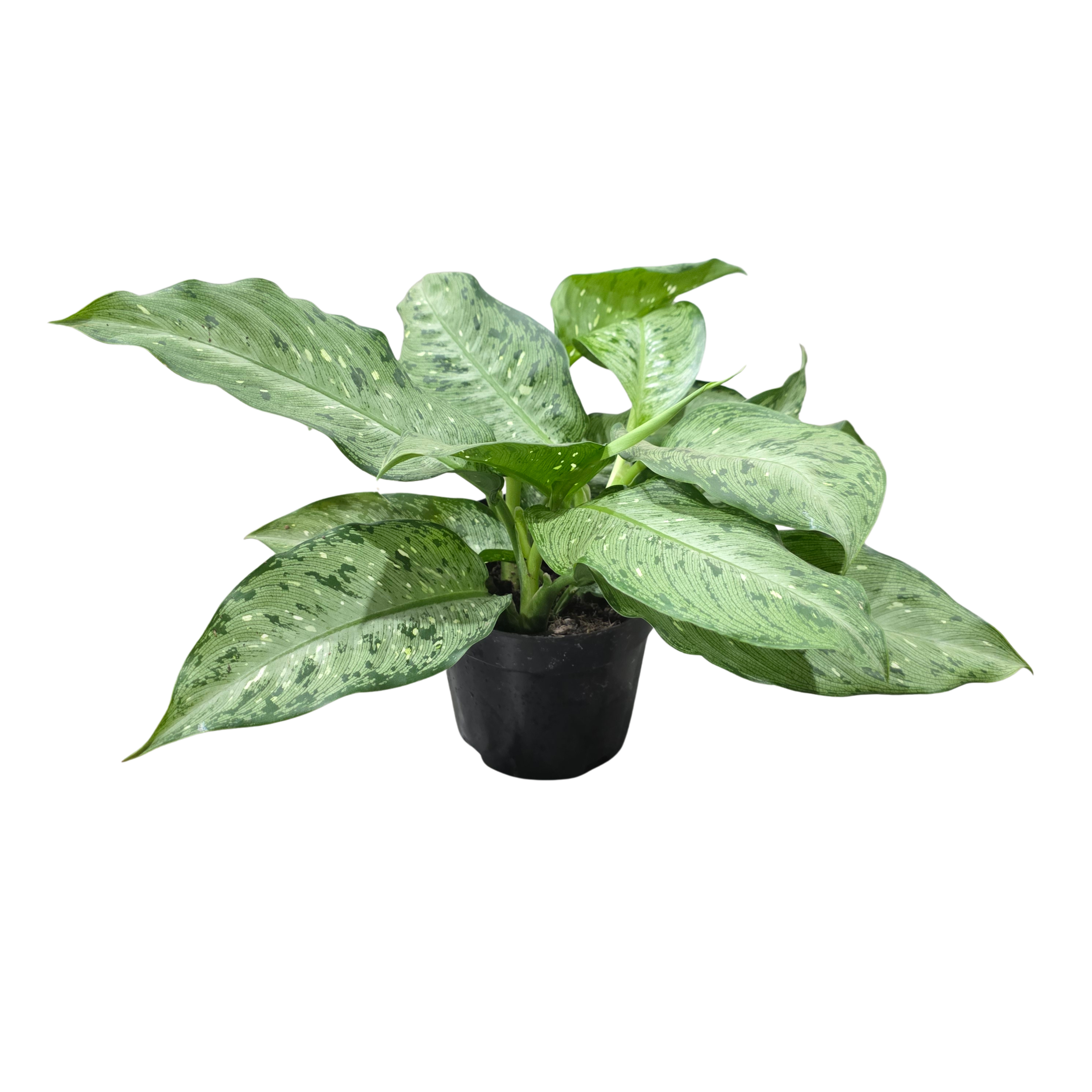 Диффенбахия Сноуфол