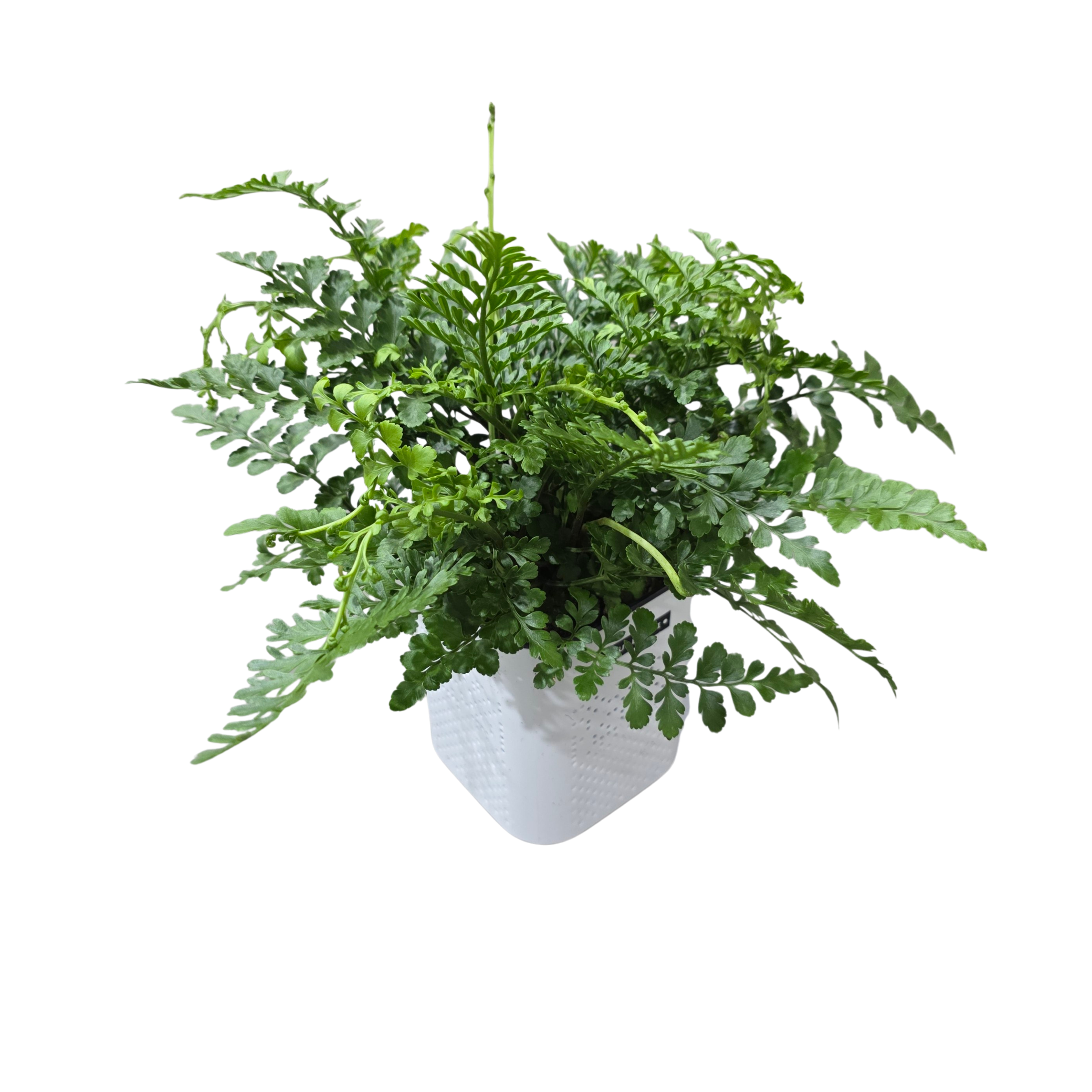 Асплениум Парвати в белом кашпо