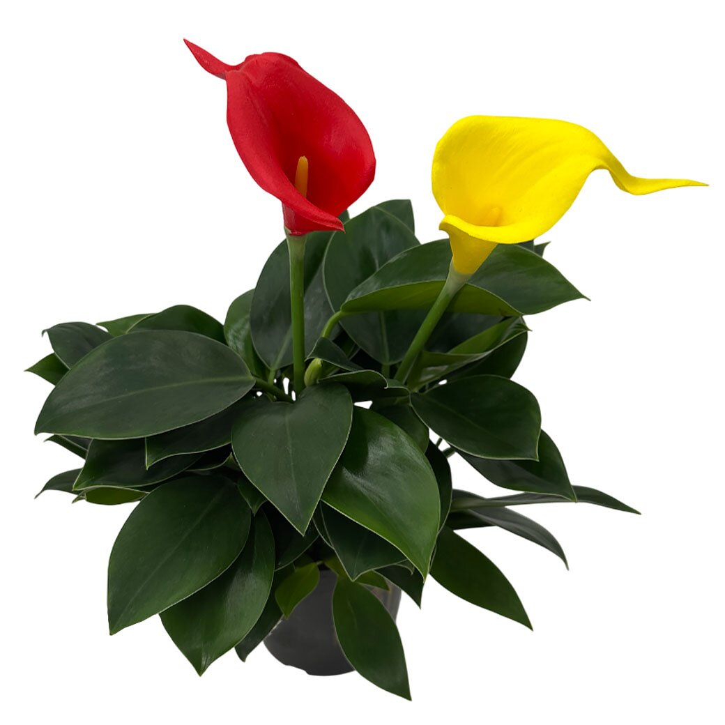 Филодендрон Грин Принцесс с декором