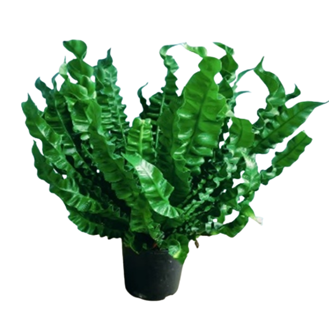 Асплениум Криспи Вейв