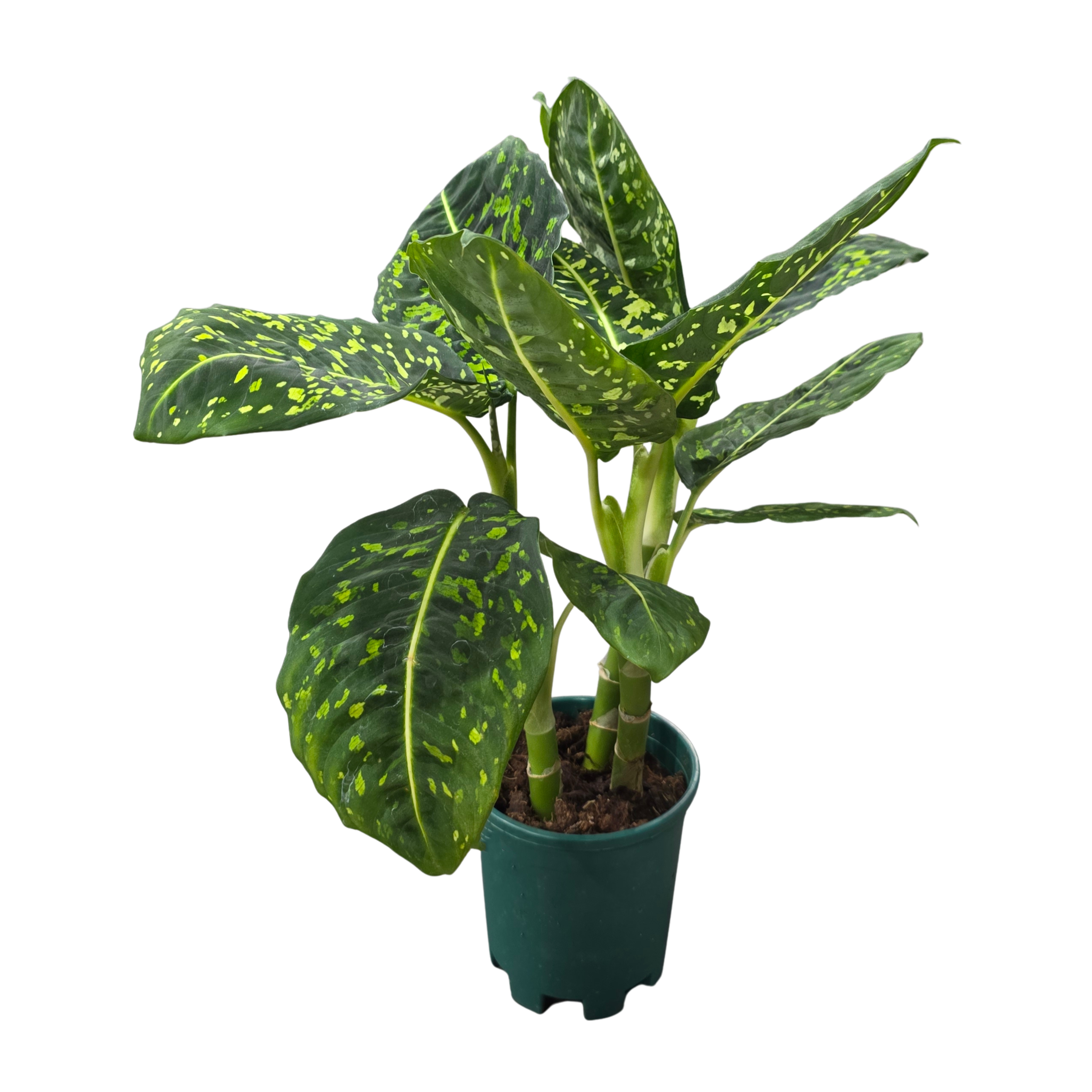 Диффенбахия Рефлектор