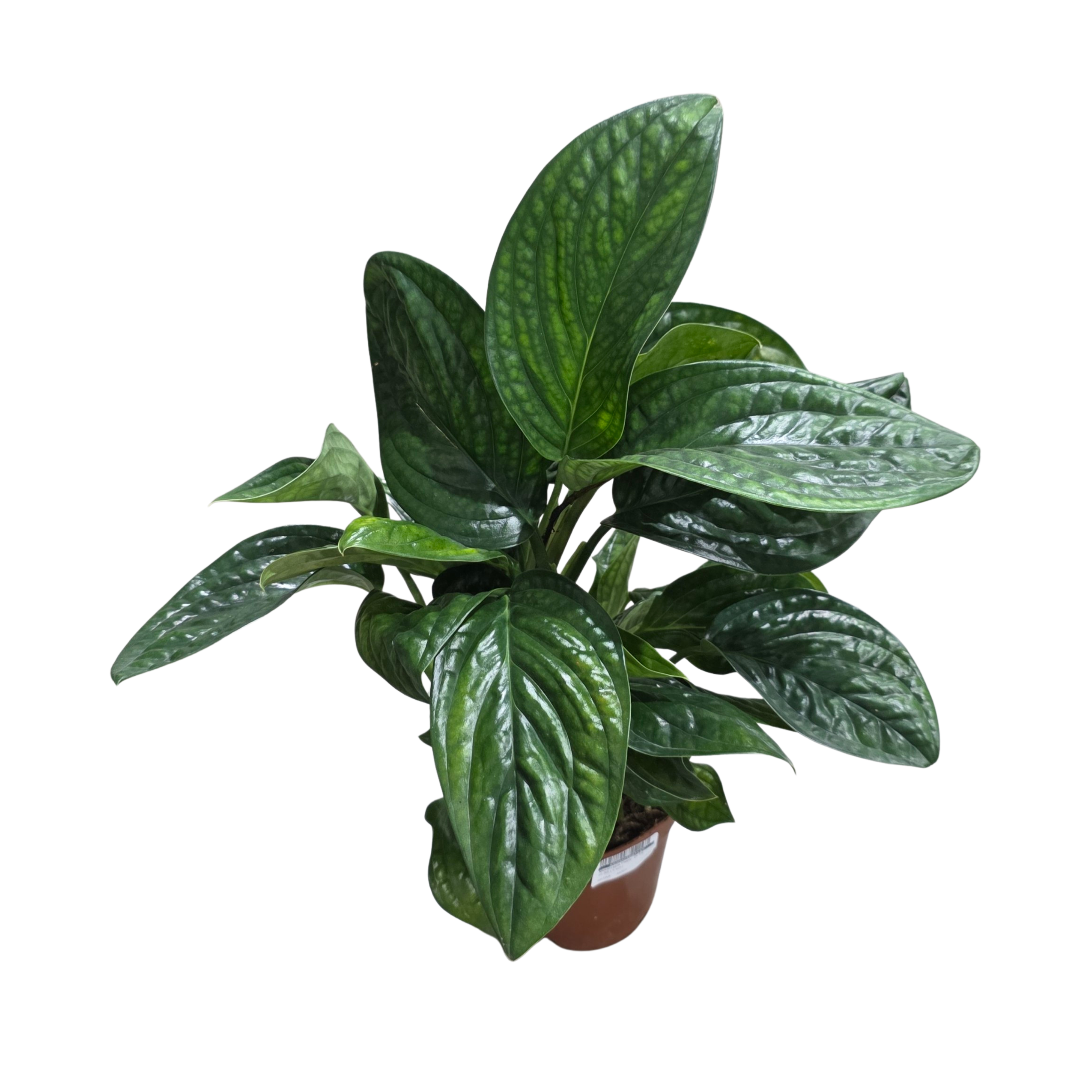 Монстера Перу