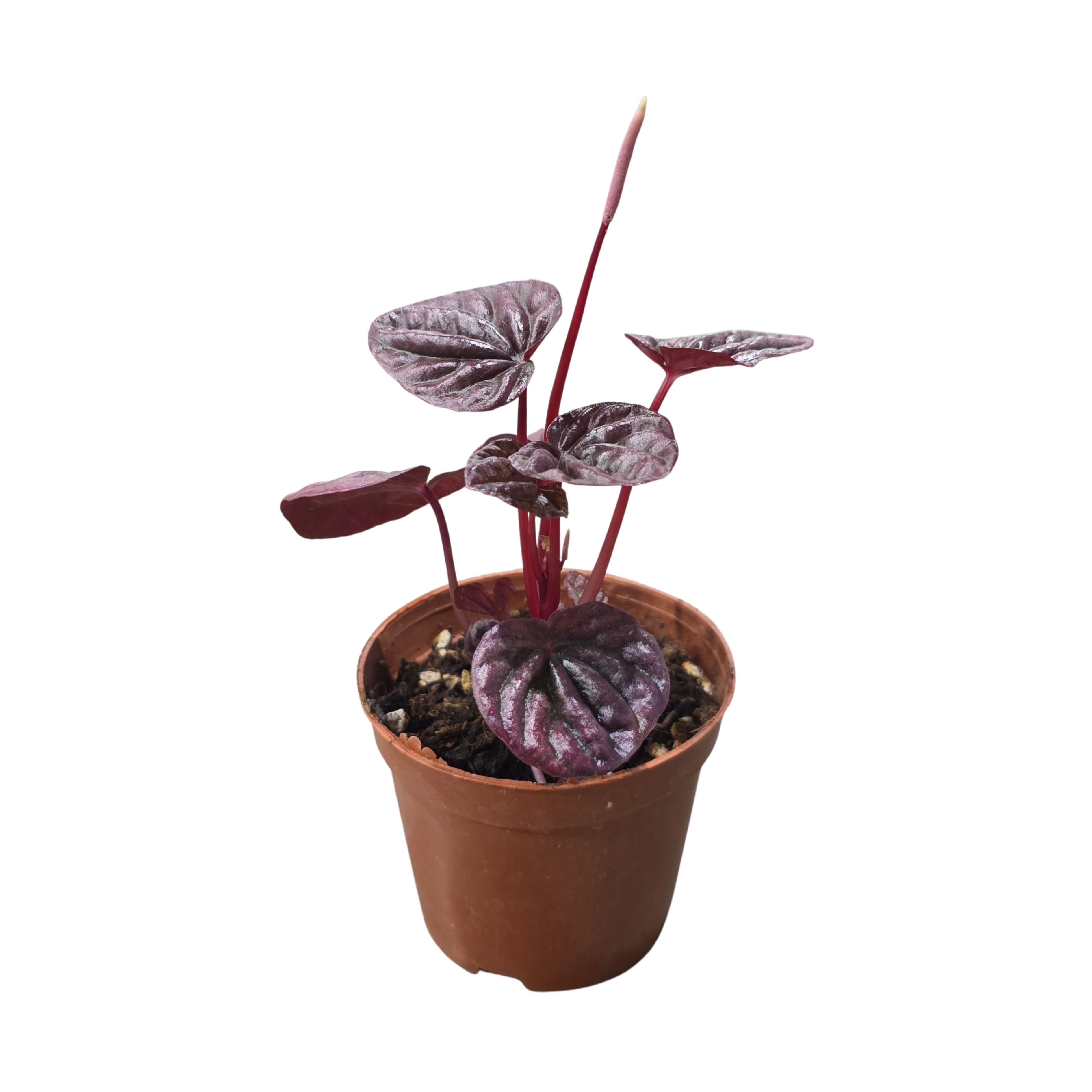 Пеперомия Руби