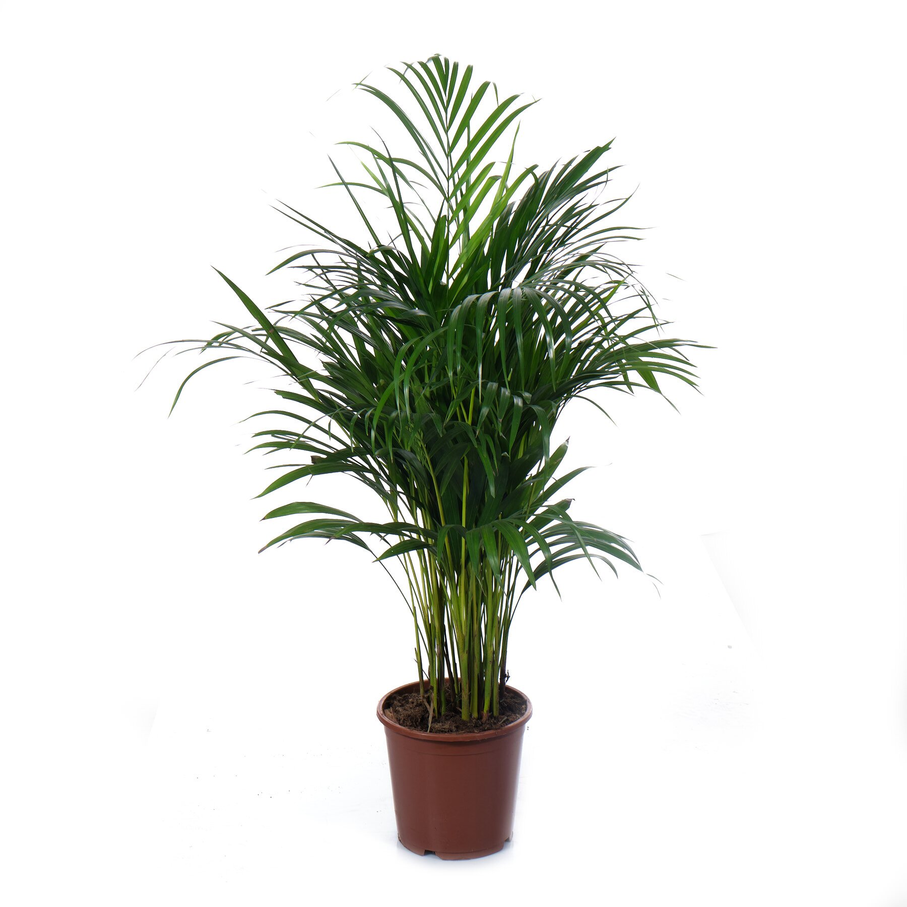 Хризолидокарпус Лутесценс