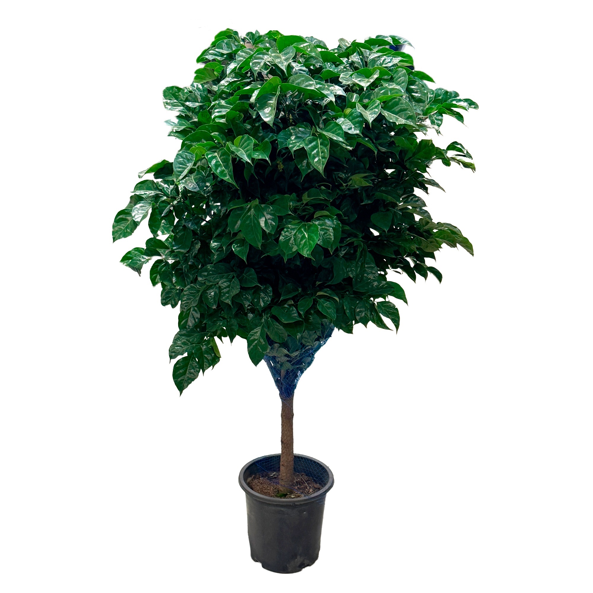 Радермахера