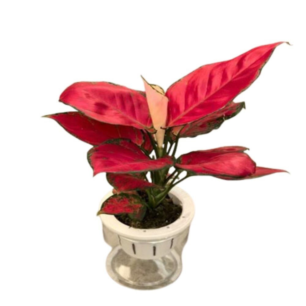 Аглаонема Ред Руи на гидропонике