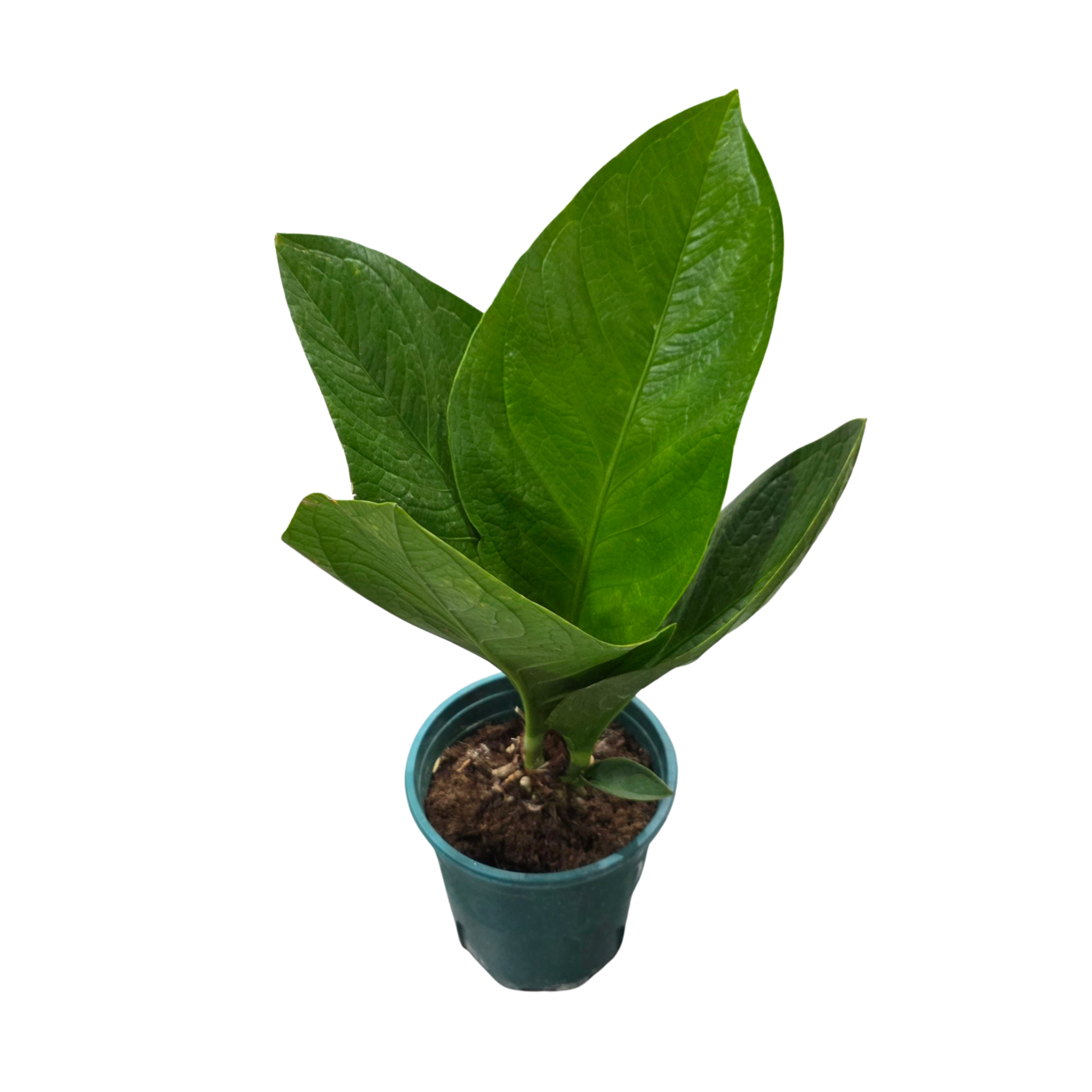 Антуриум Джангл Буш 1 ст