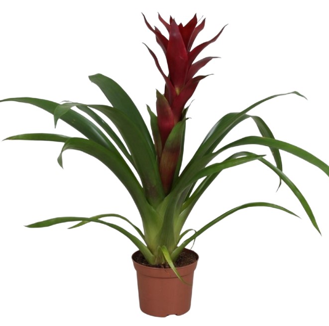 Гузмания Свитч