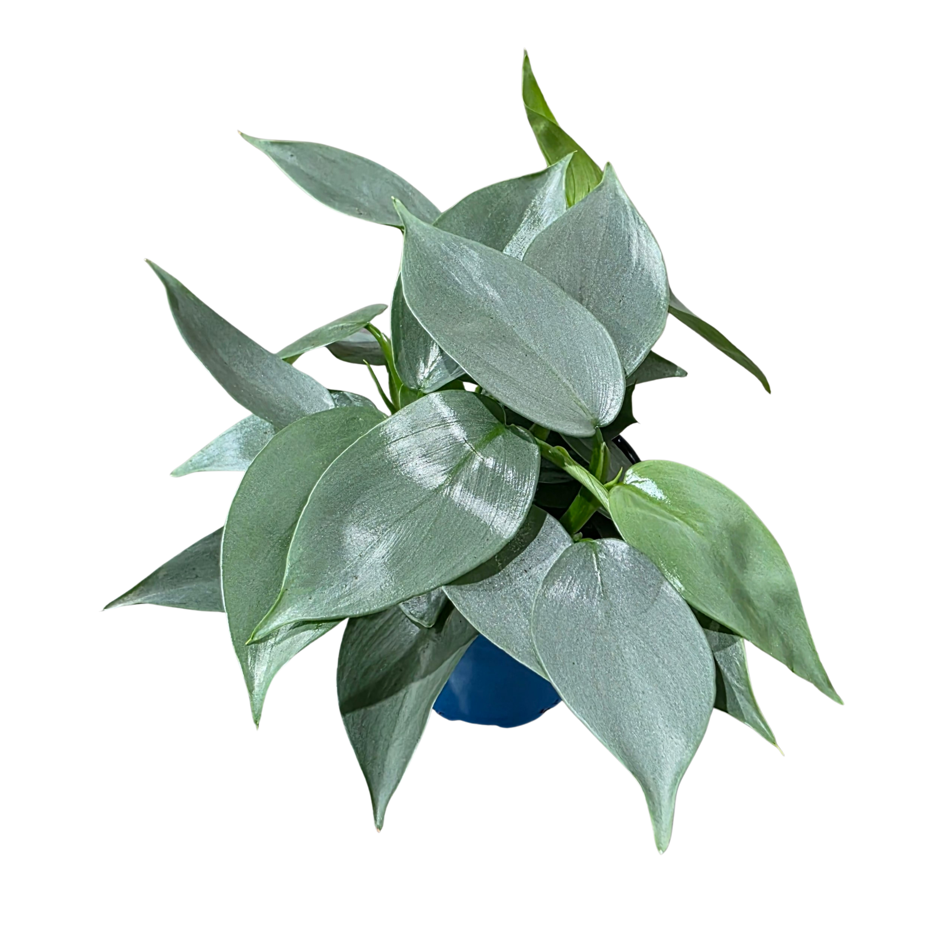 Филодендрон Сноу Даймонд