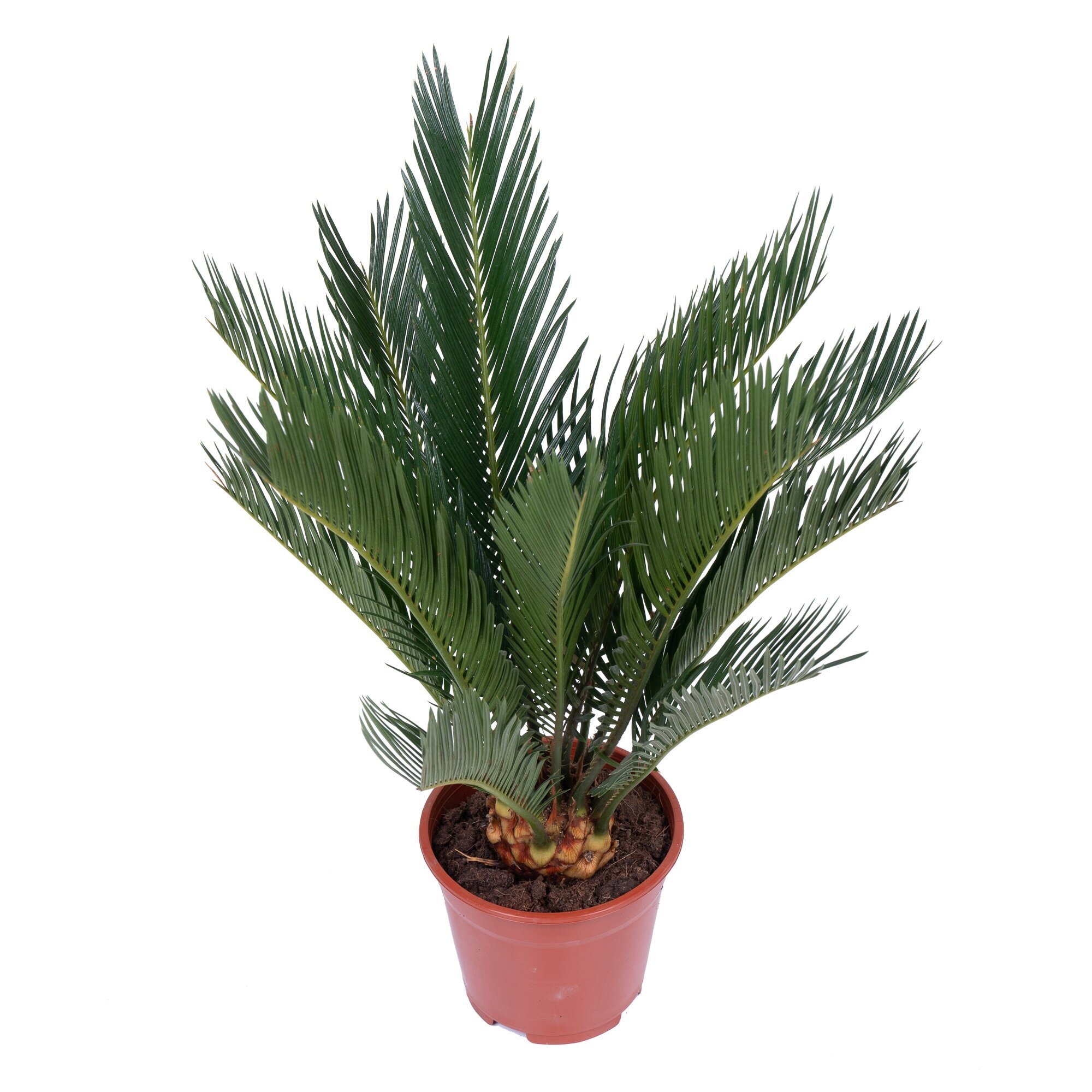 Цикас Революта