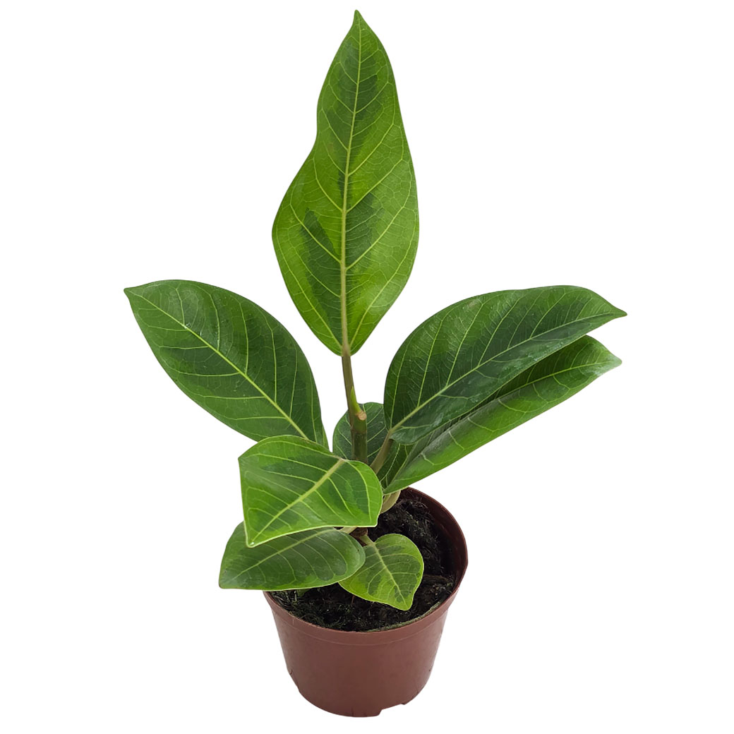 Фикус Пьюр Голд