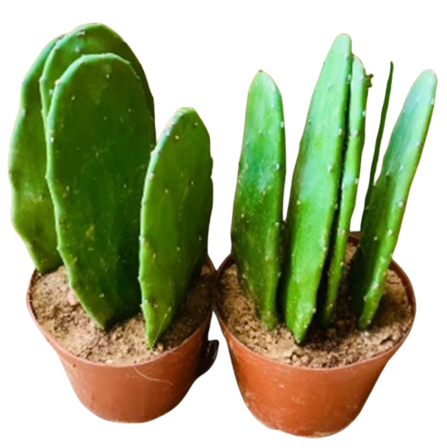 Опунция индика