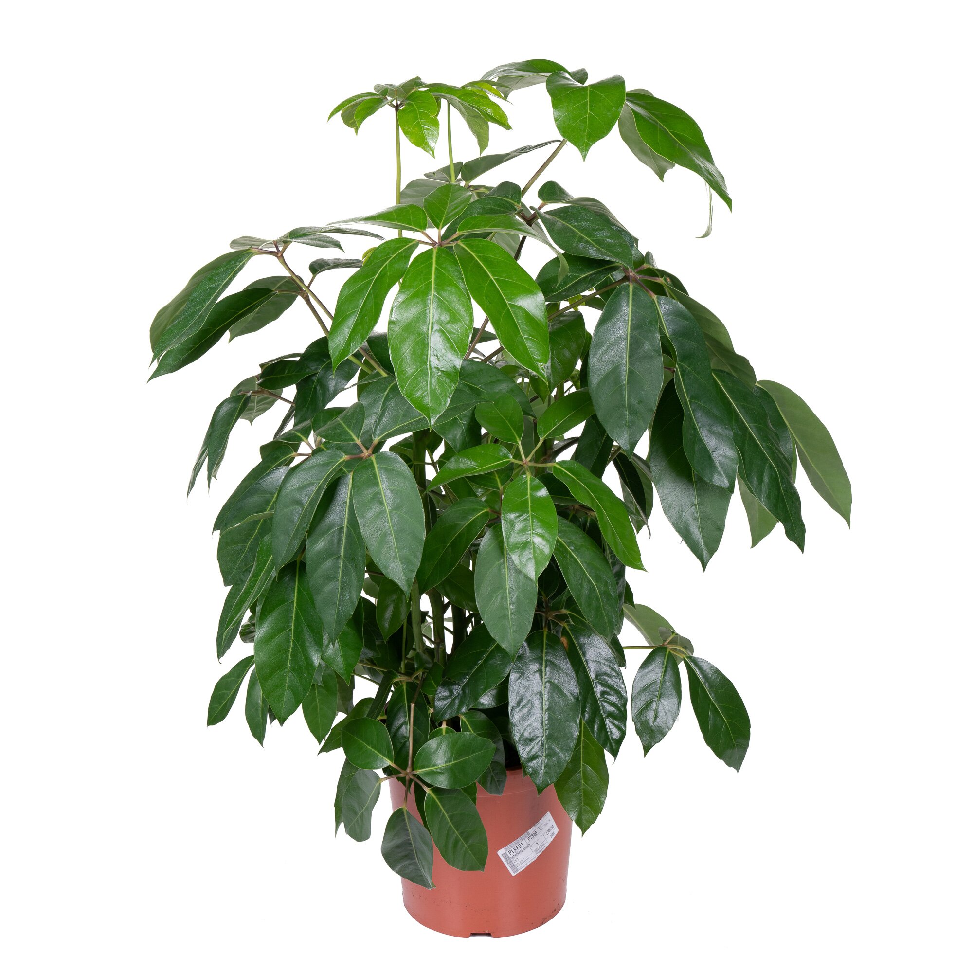 Шеффлера Амате