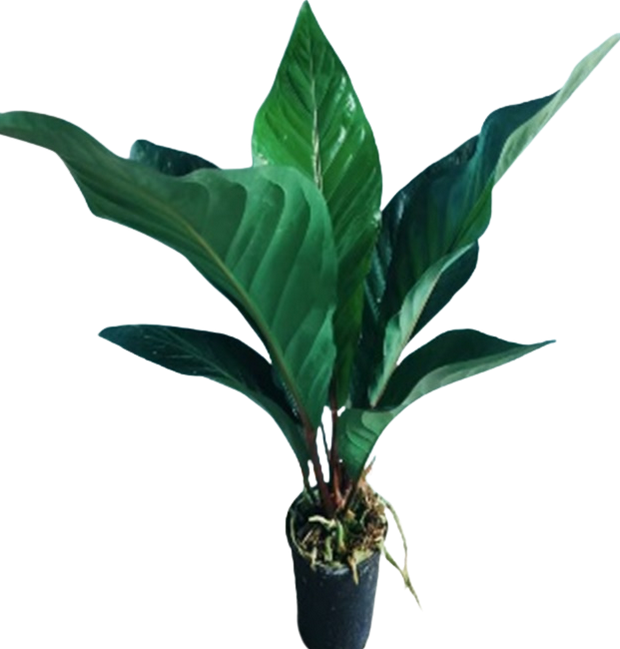 Антуриум Хокери