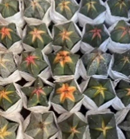 Астрофитум Мириостигма микс