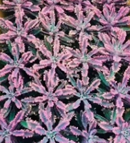 Каланхое Пинк Баттерфляй