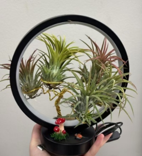 Тилландсия атмосферная микс композиция