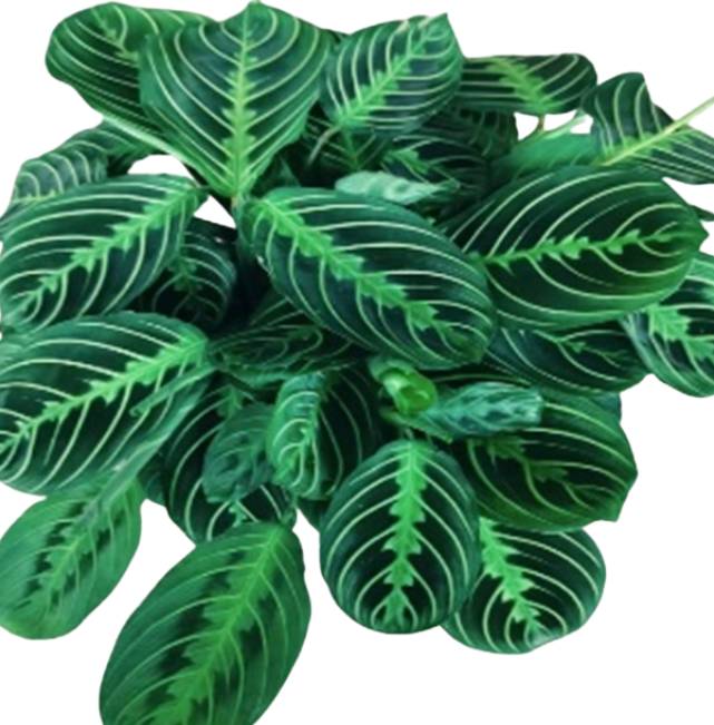 Маранта беложильчатая