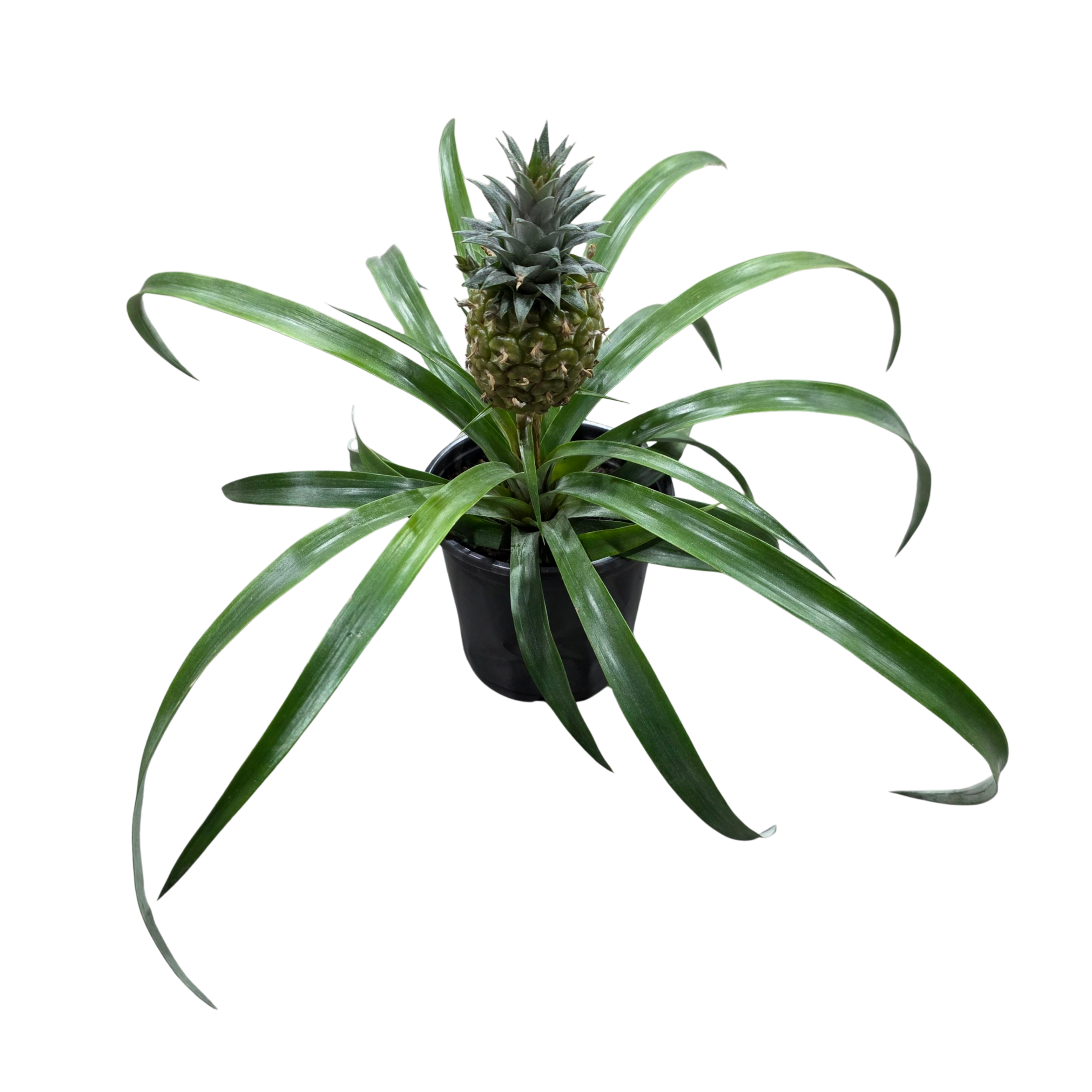 Ананас Розита