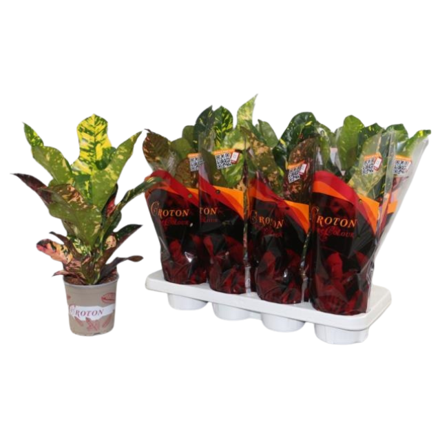 Кодиеум Магнифисент