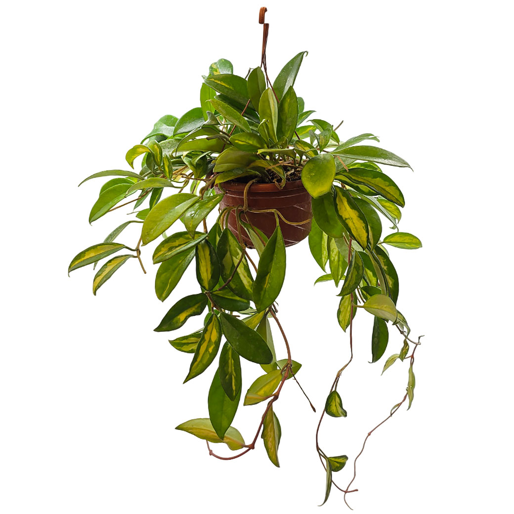 Хойя Карноса вариегата