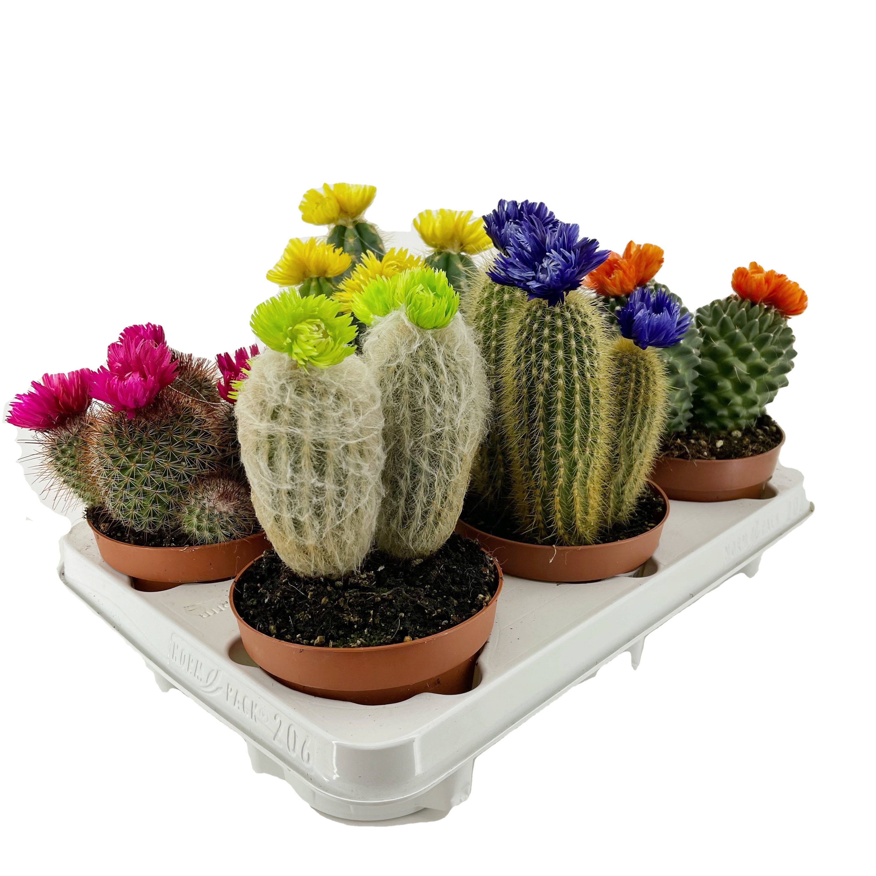 Кактус микс (с сухими цветами)