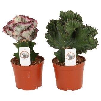 Эуфорбия Лактея микс кристата