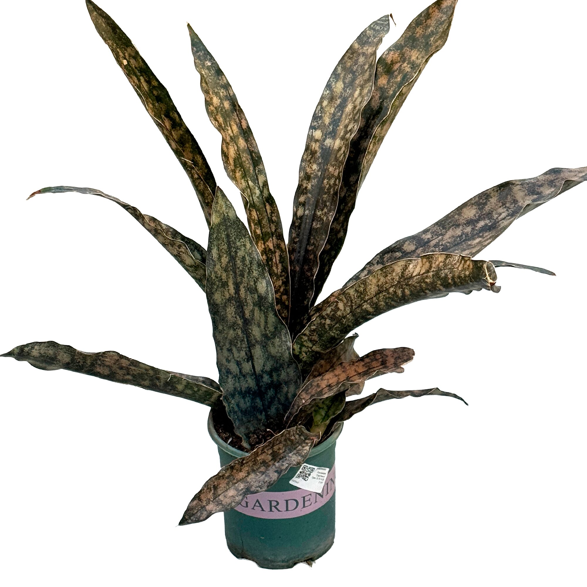 Сансевиерия Стар Каньон Гранит