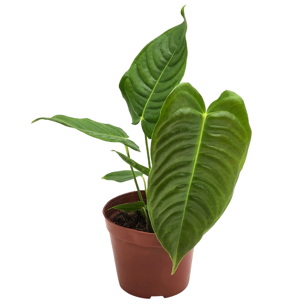 Антуриум Вейча