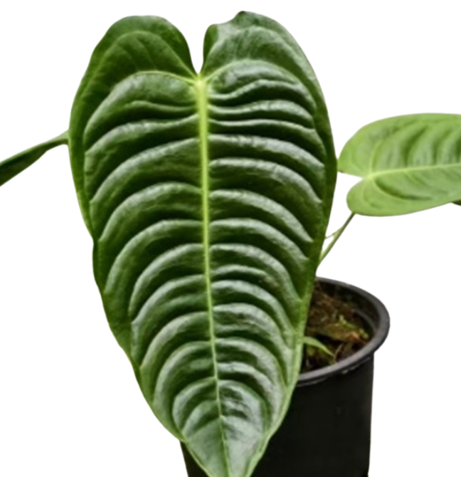 Антуриум Вейча