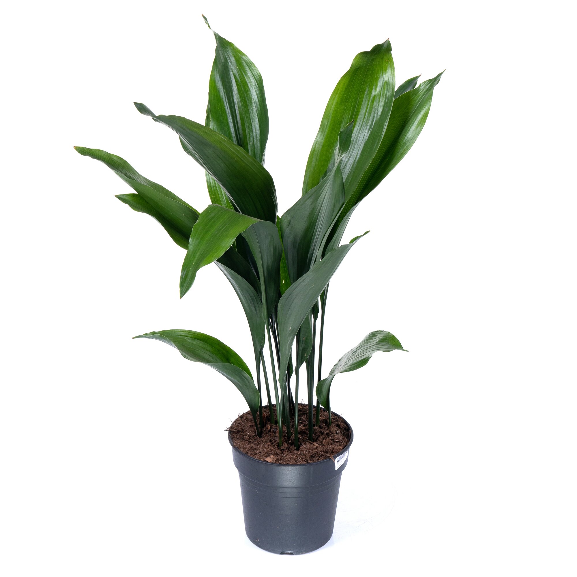 Аспидистра элатиор