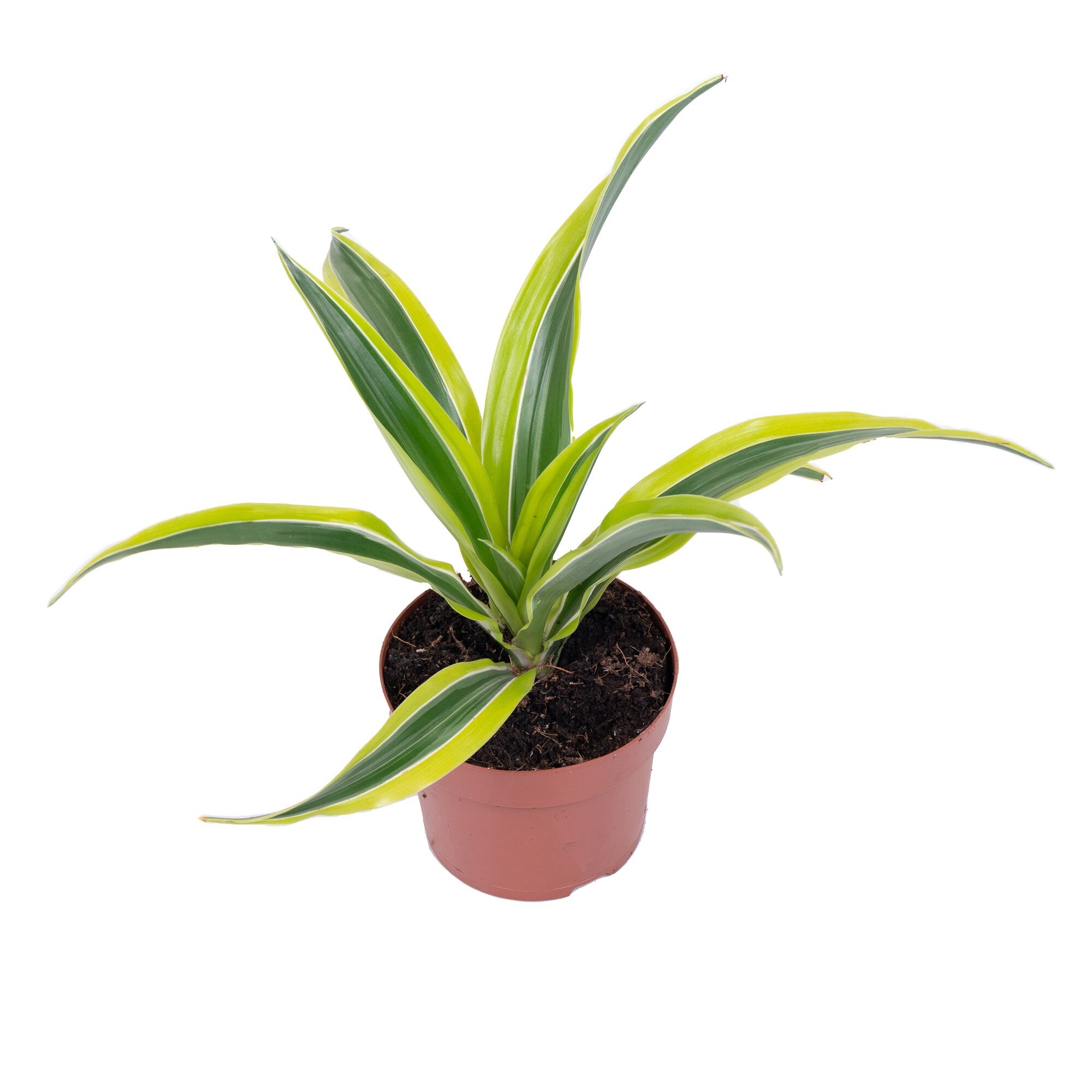 Драцена фрагранс Лемон Лайм копстек