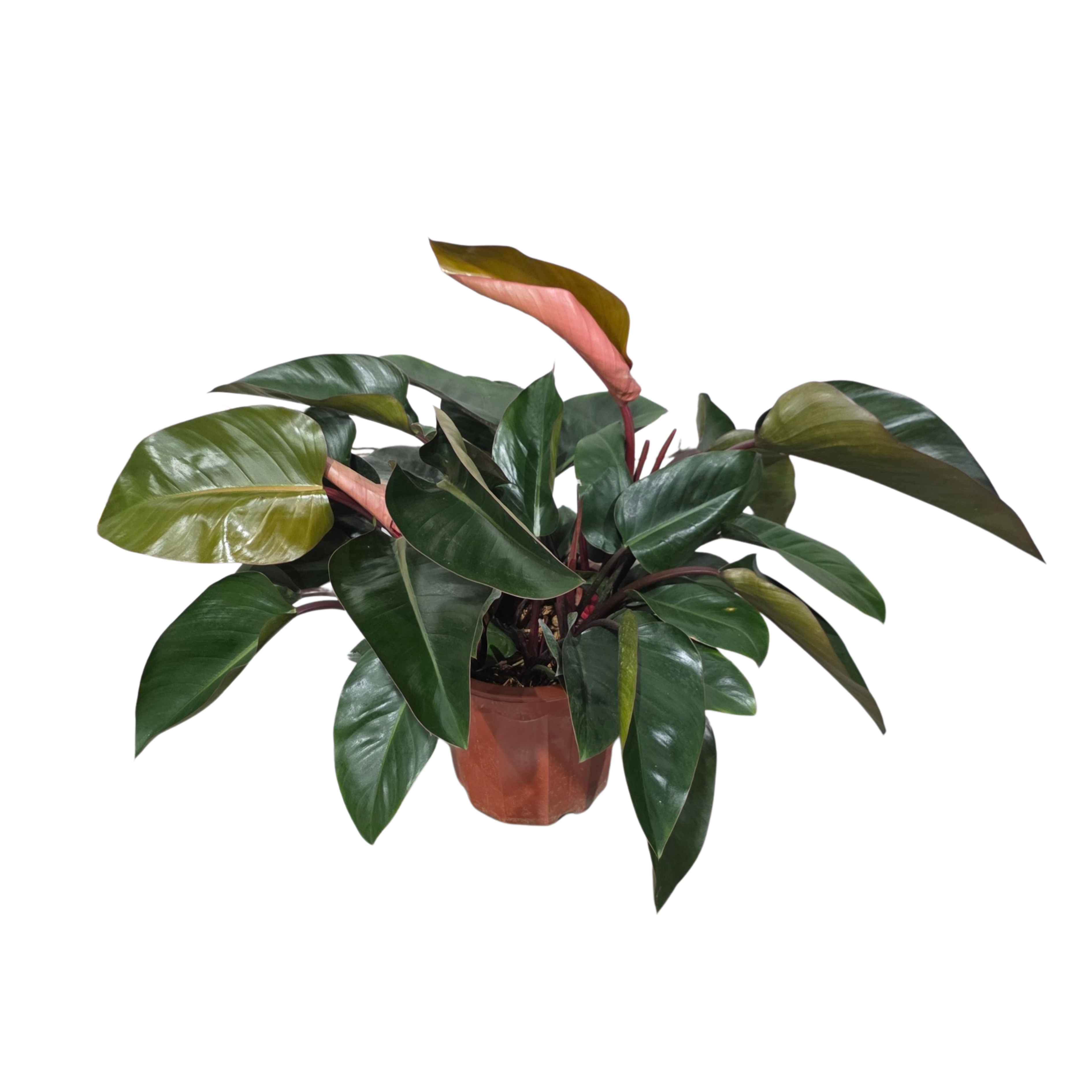 Филодендрон Даймонд Ред