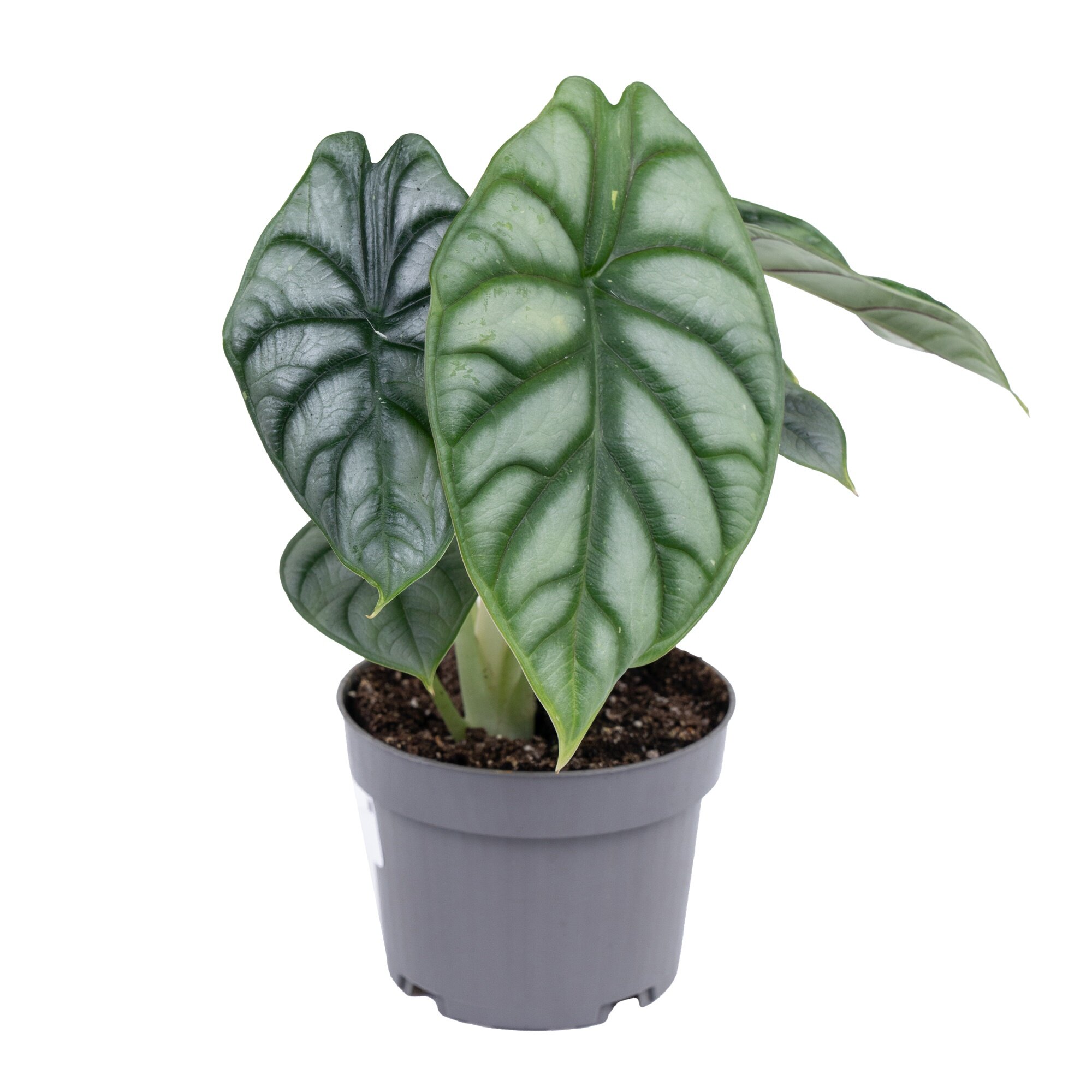 Алоказия Сильвер Драгон