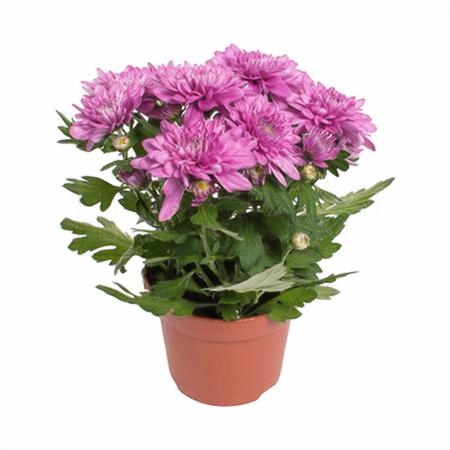 Хризантема Розовая Обискью