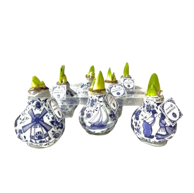 Гиппеаструм в воске микс гжель