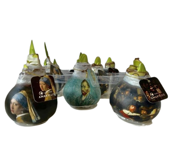 Гиппеаструм в воске микс раскрашенный